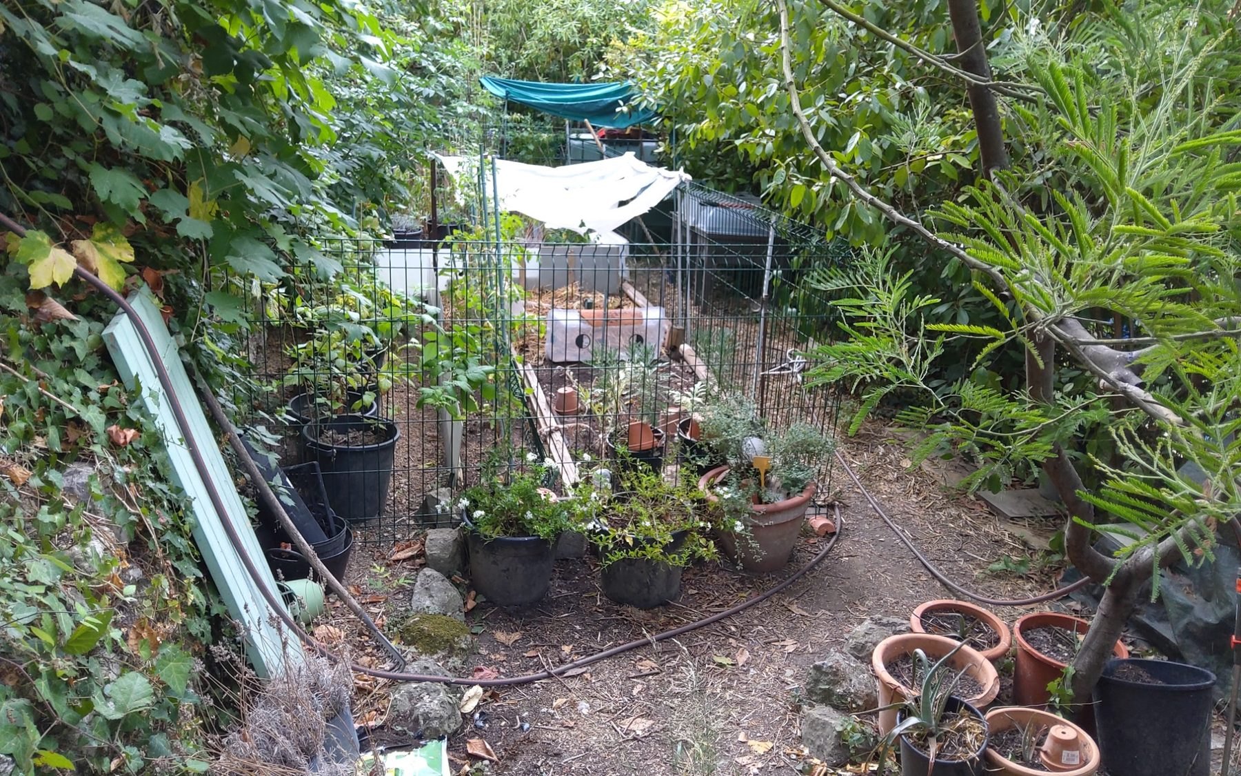 菜園